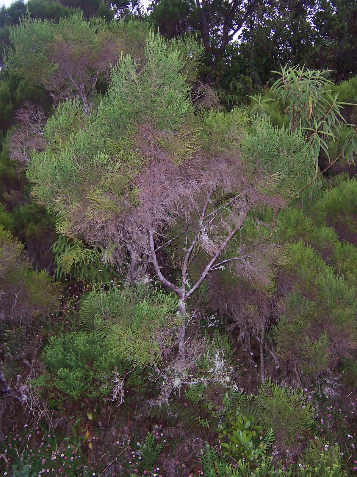 Erica arborescens (Willd.) E.G.H.Oliv.