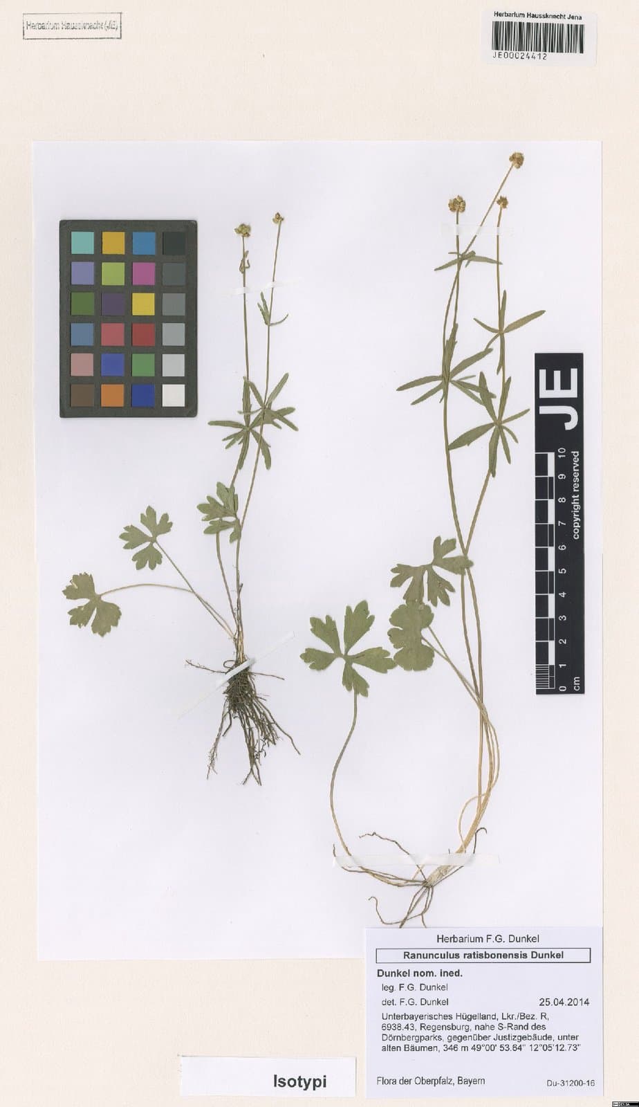 Ranunculus ratisbonensis Dunkel