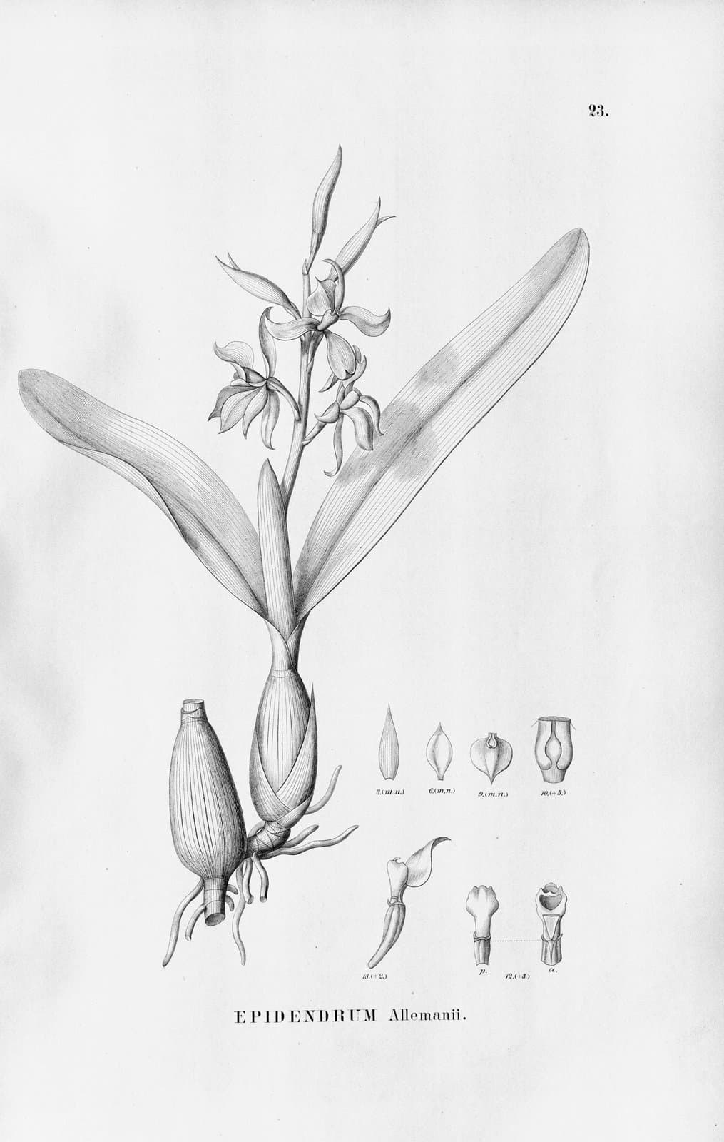 Prosthechea allemanii (Barb.Rodr.) W.E.Higgins