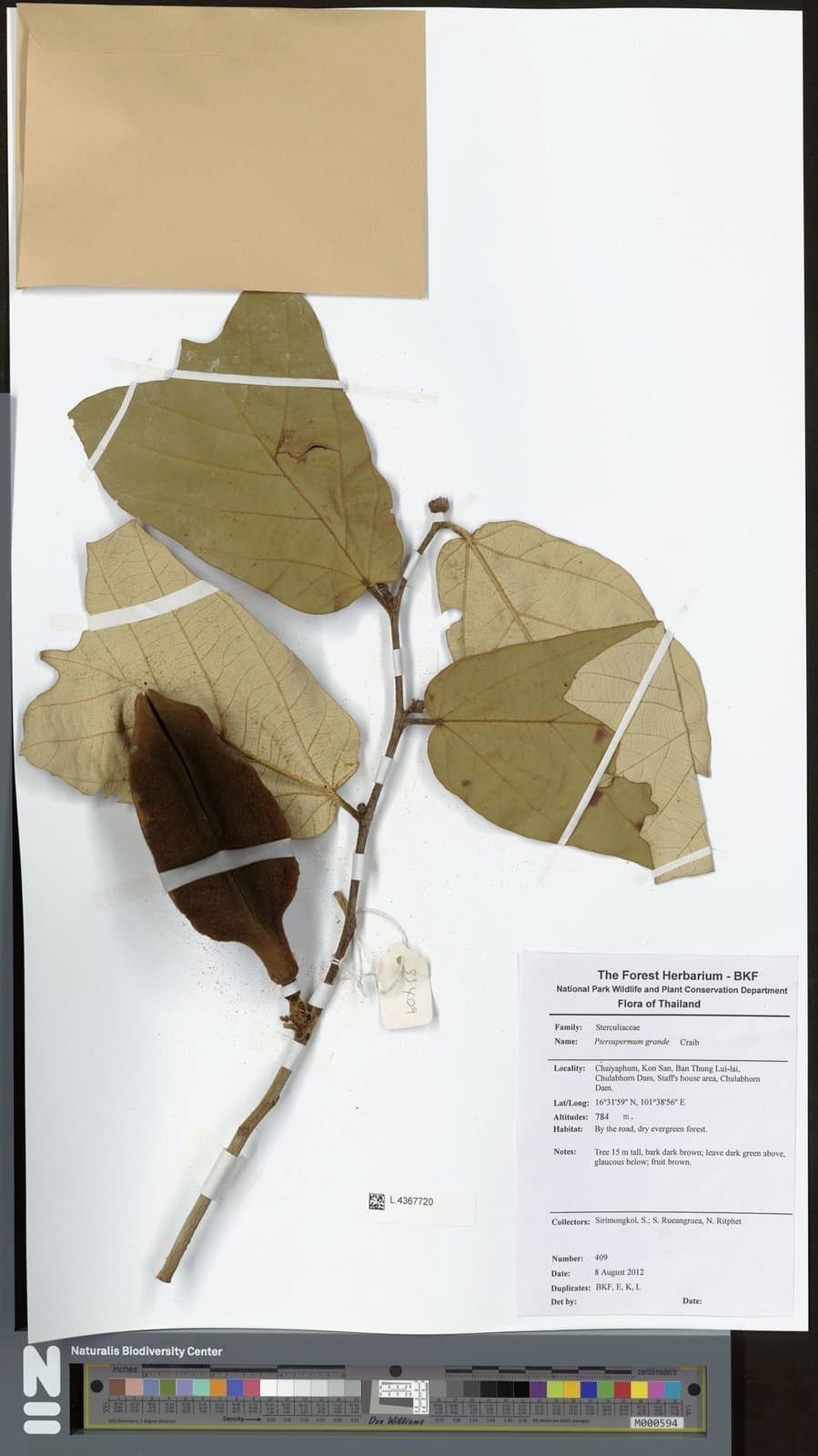 Pterospermum grande Craib