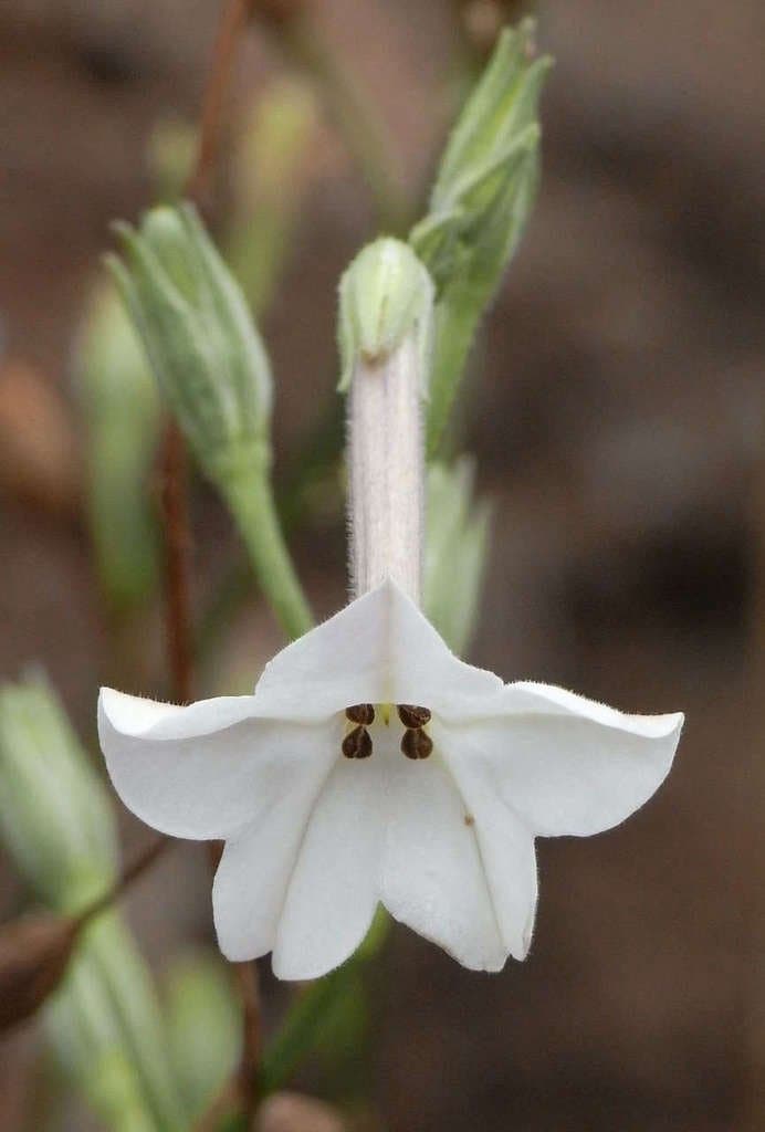 Nicotiana suaveolens Lehm.