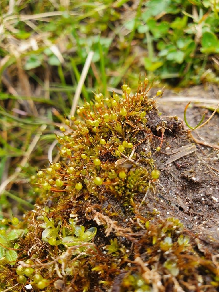 Entosthodon obtusus (Hedw.) Lindb.