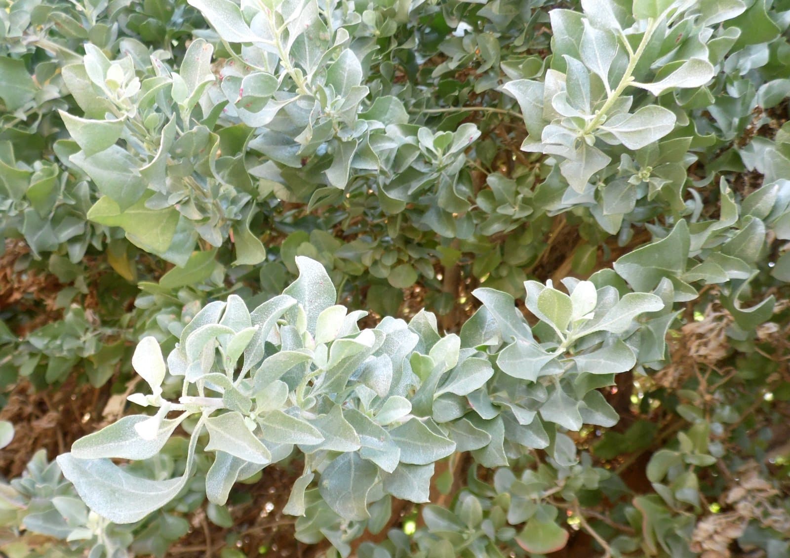 Atriplex halimus L.