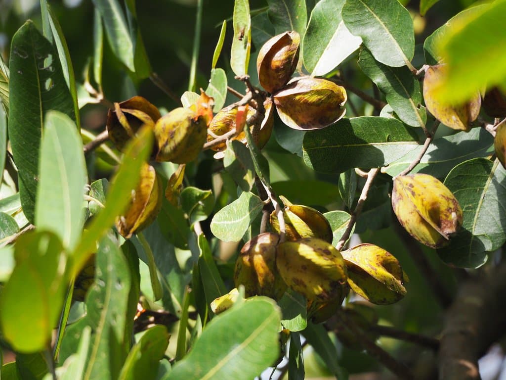 Terminalia arjuna (Roxb.) Wight & Arn.