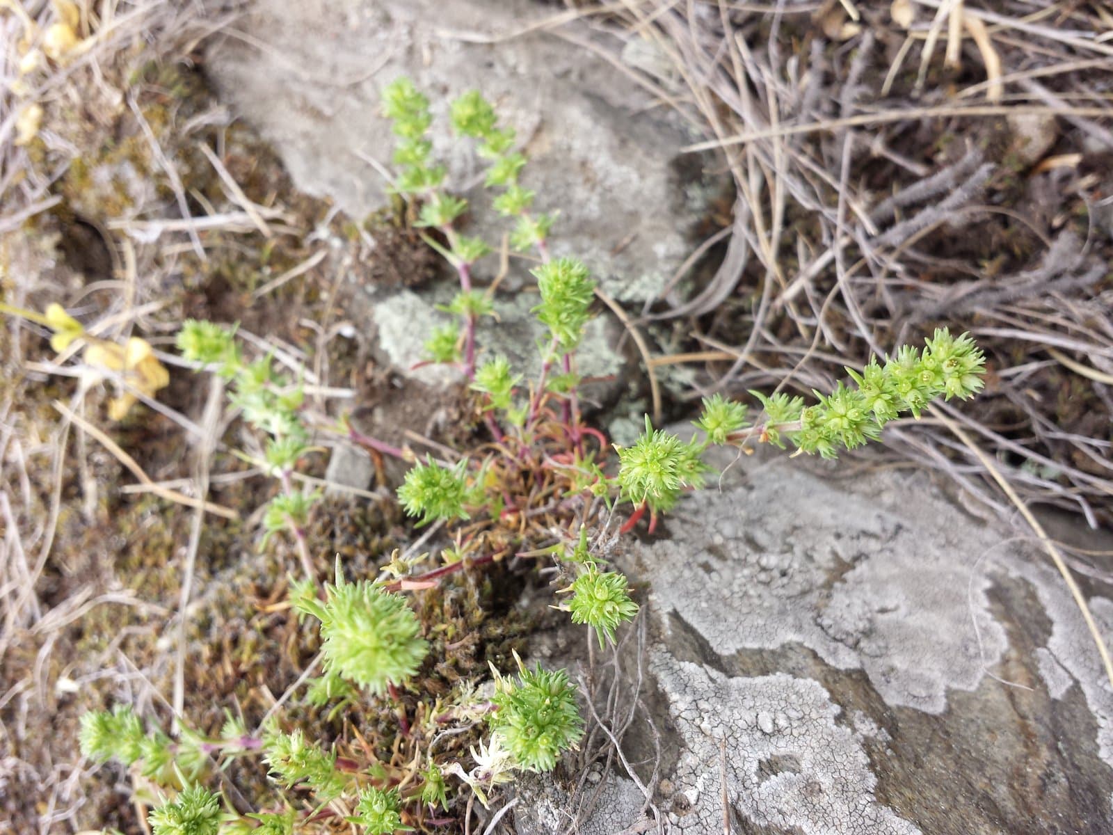 Scleranthus verticillatus Tausch