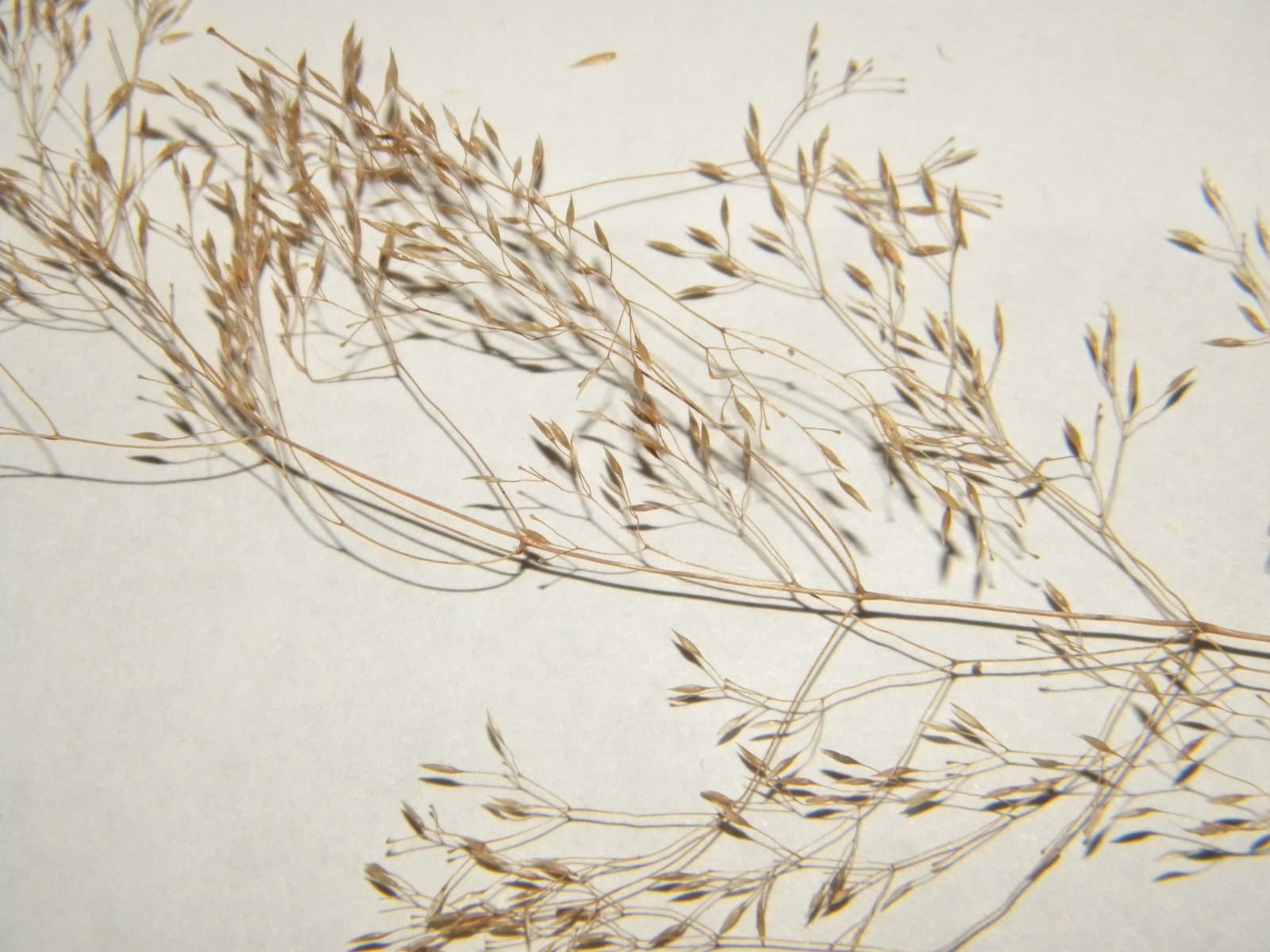 Agrostis ×murbeckii Fouill.