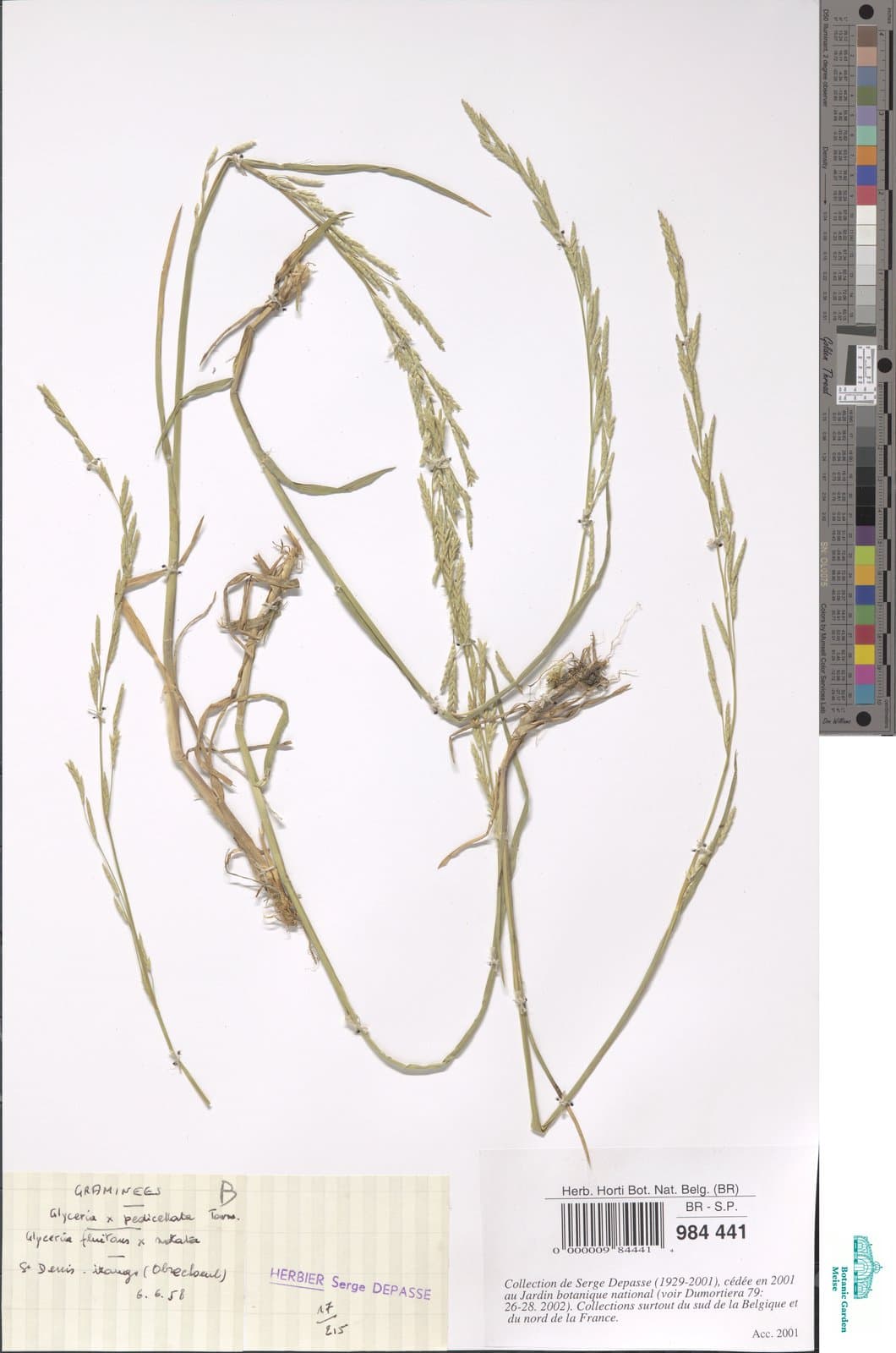 Glyceria ×pedicellata F.Towns.