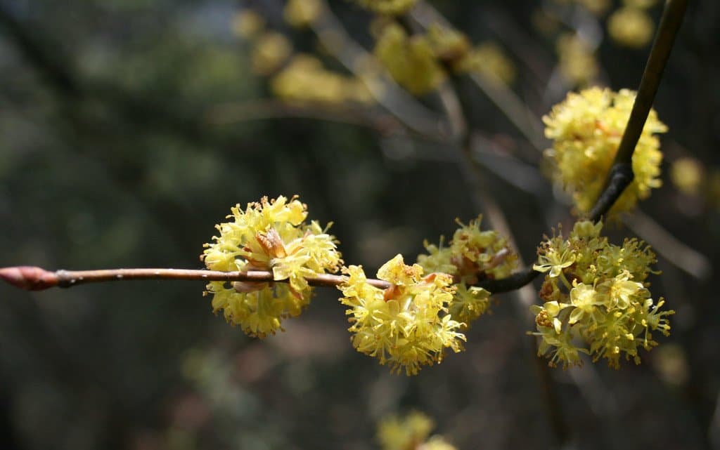 Lindera obtusiloba Blume