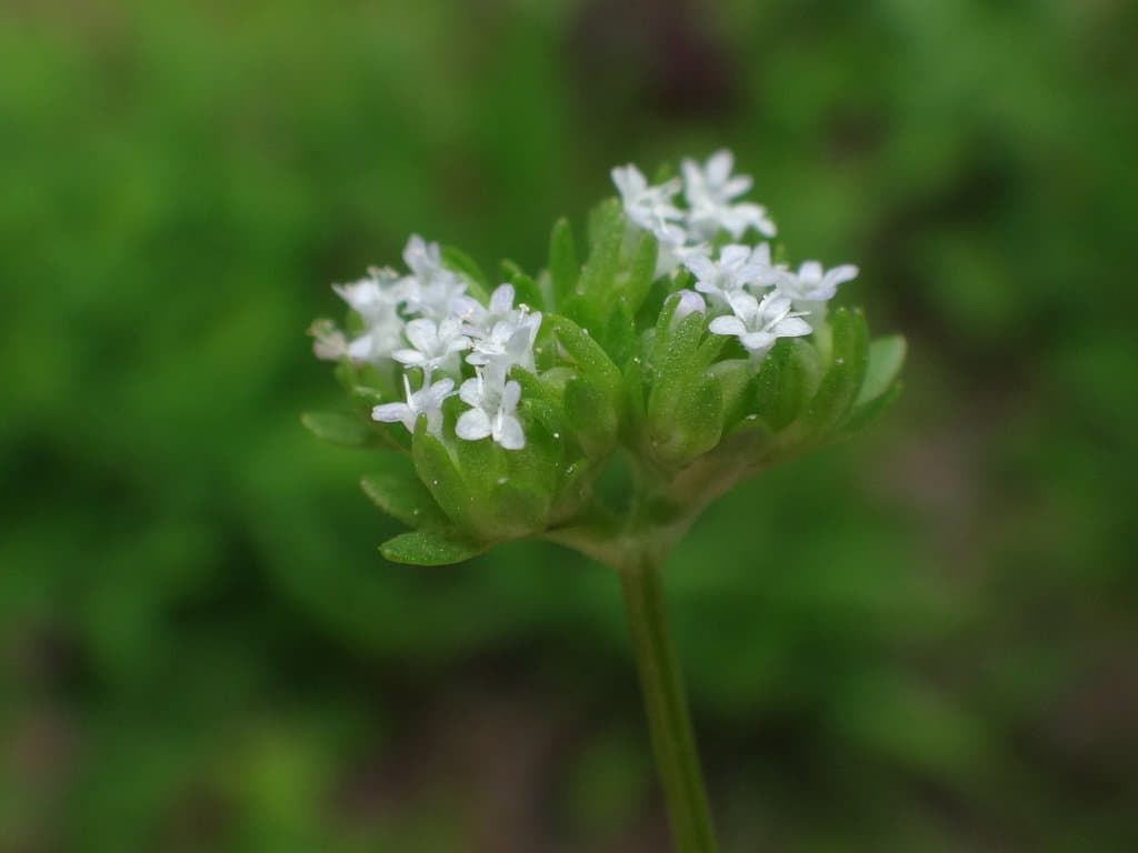 Valerianella locusta (L.) Laterr.