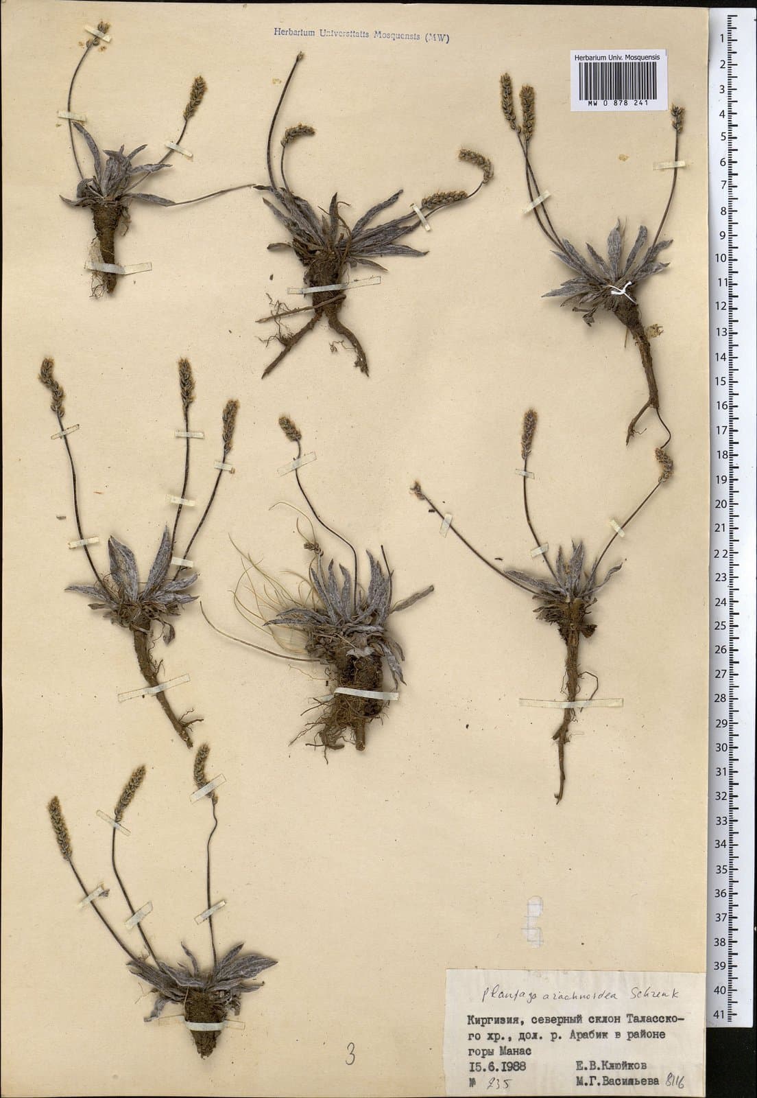 Plantago arachnoidea Schrenk