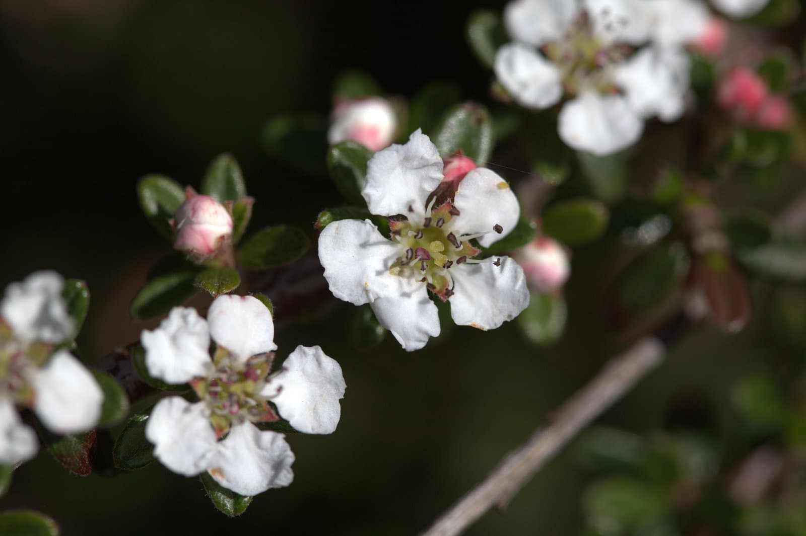 Cotoneaster conspicuus Comber ex Marquand