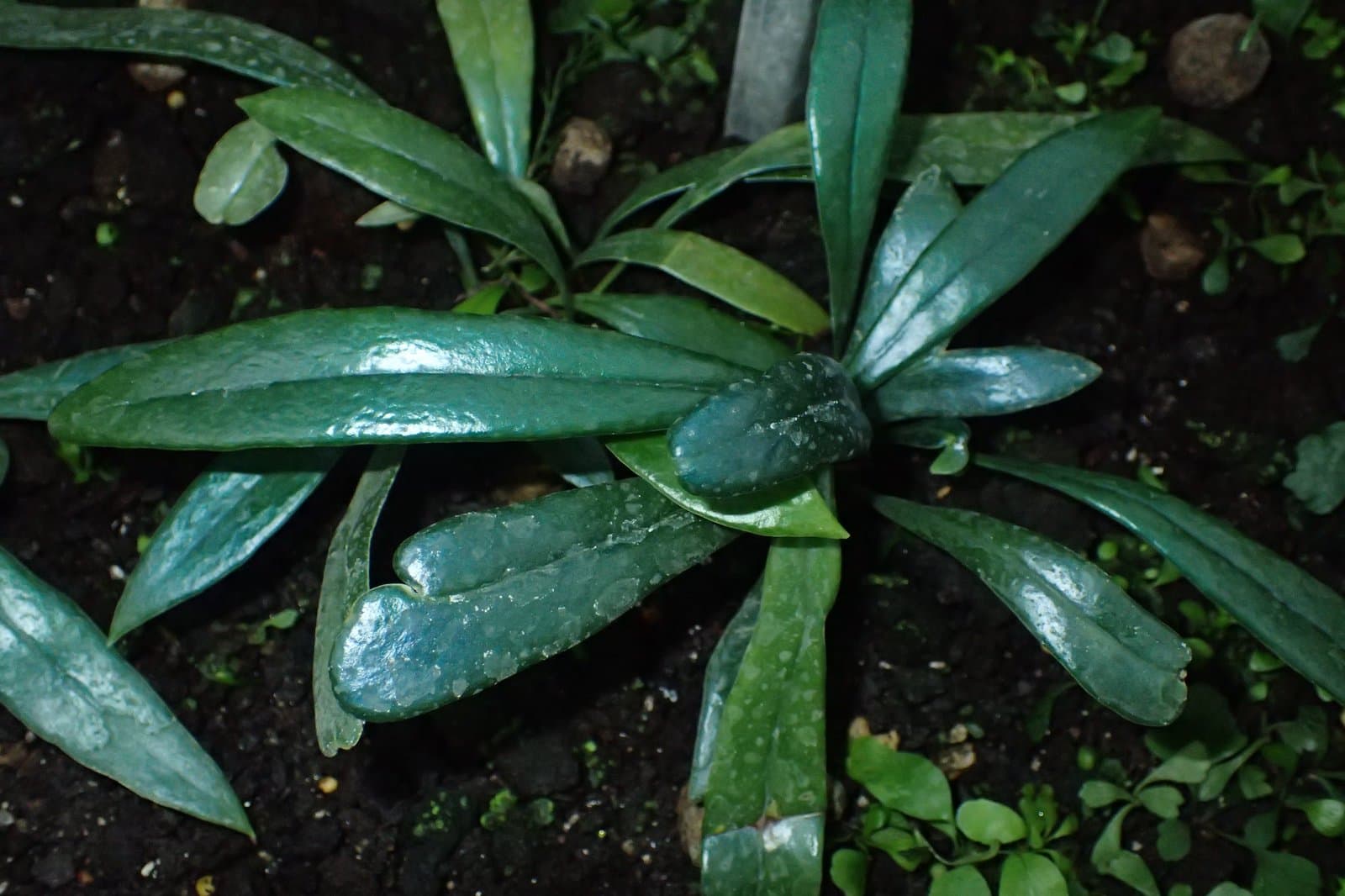 Microsorum thailandicum Boonkerd & Noot.