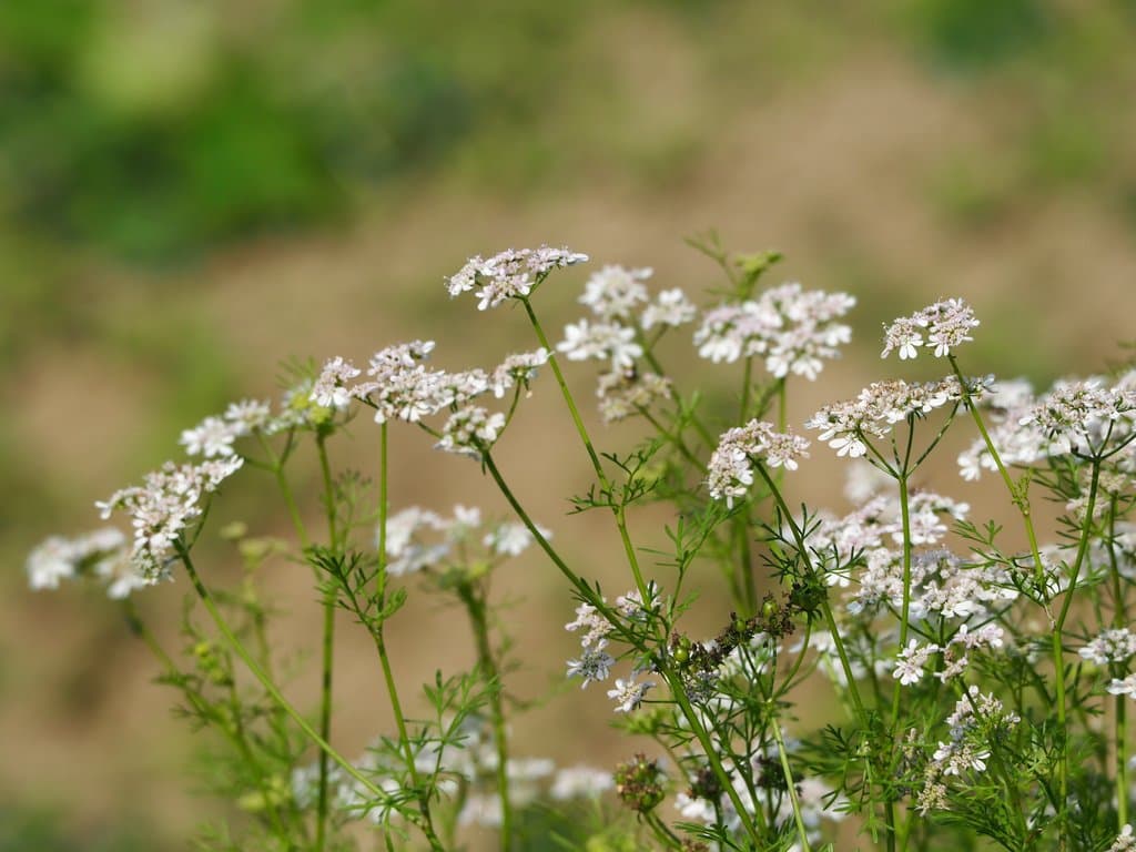Coriandrum sativum L.