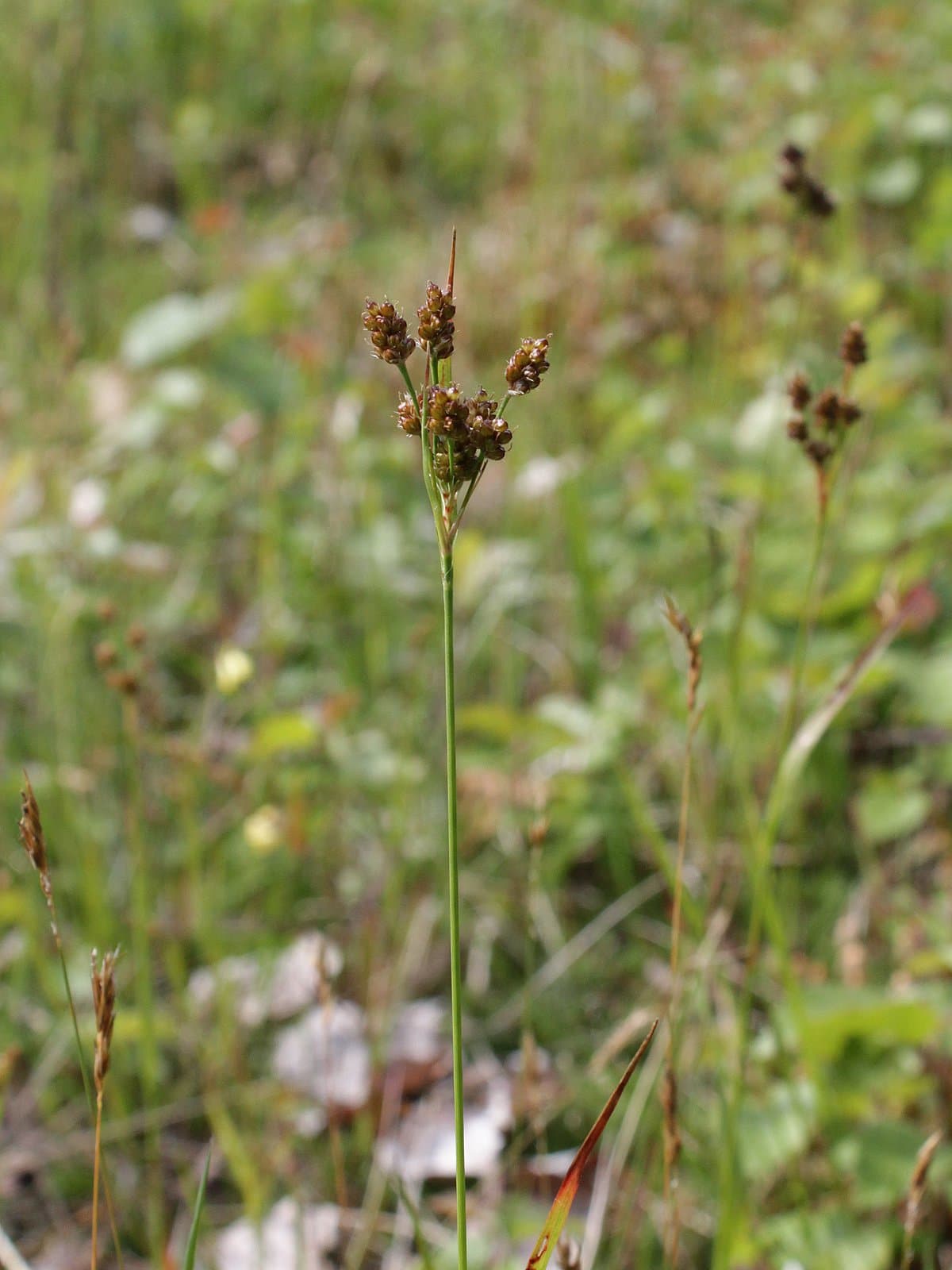 Luzula pallescens Sw.