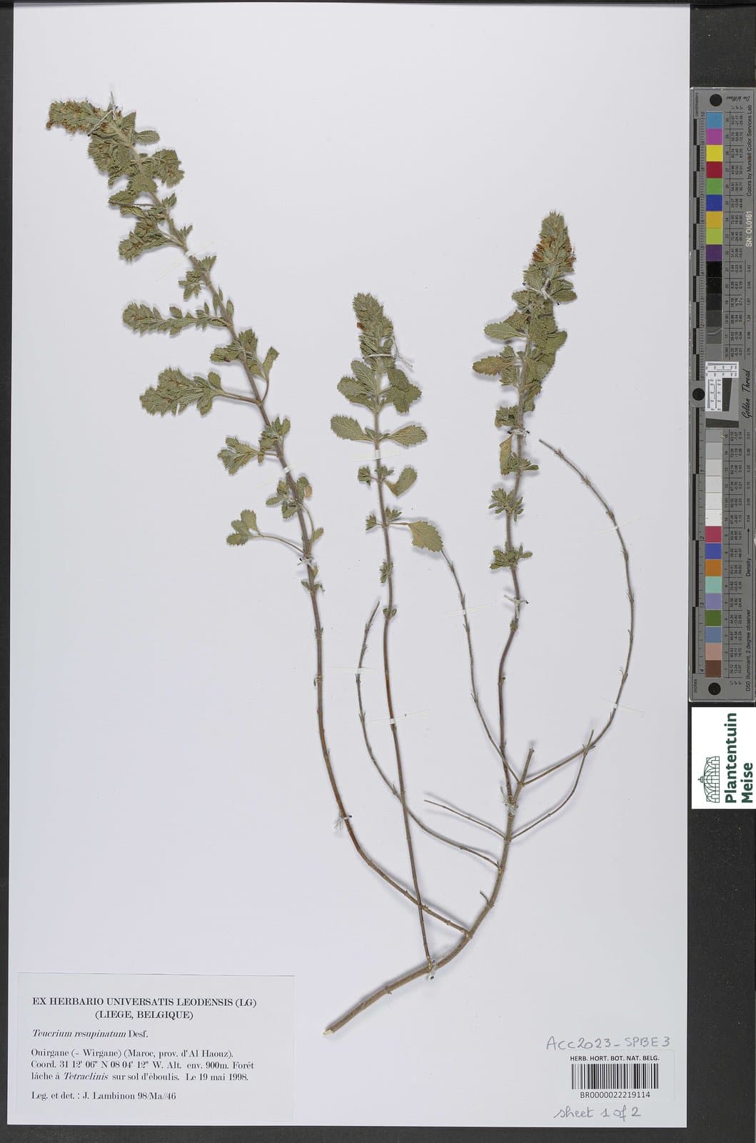 Teucrium resupinatum Desf.