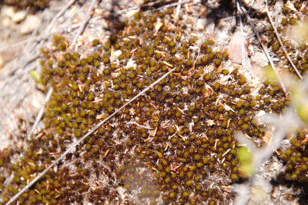 Campylopus aureonitens (Müll.Hal.) A.Jaeger