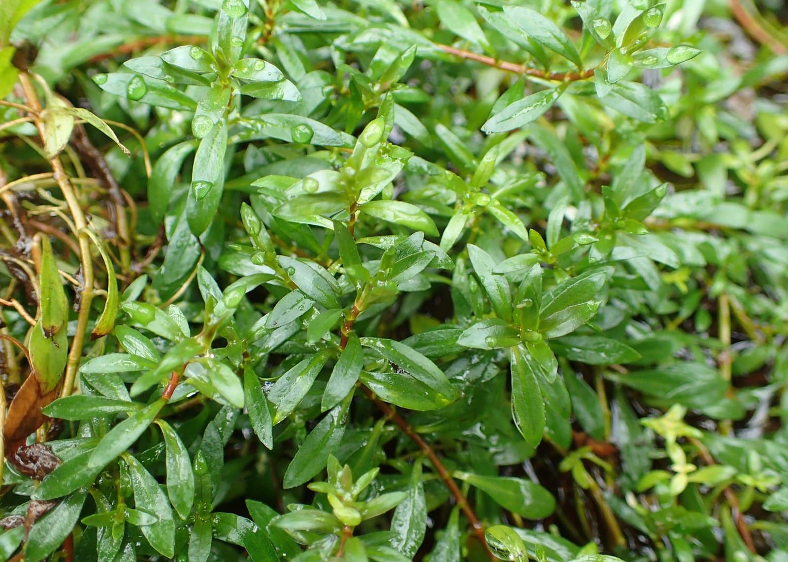 Ludwigia brevipes (B.H.Long) Eames