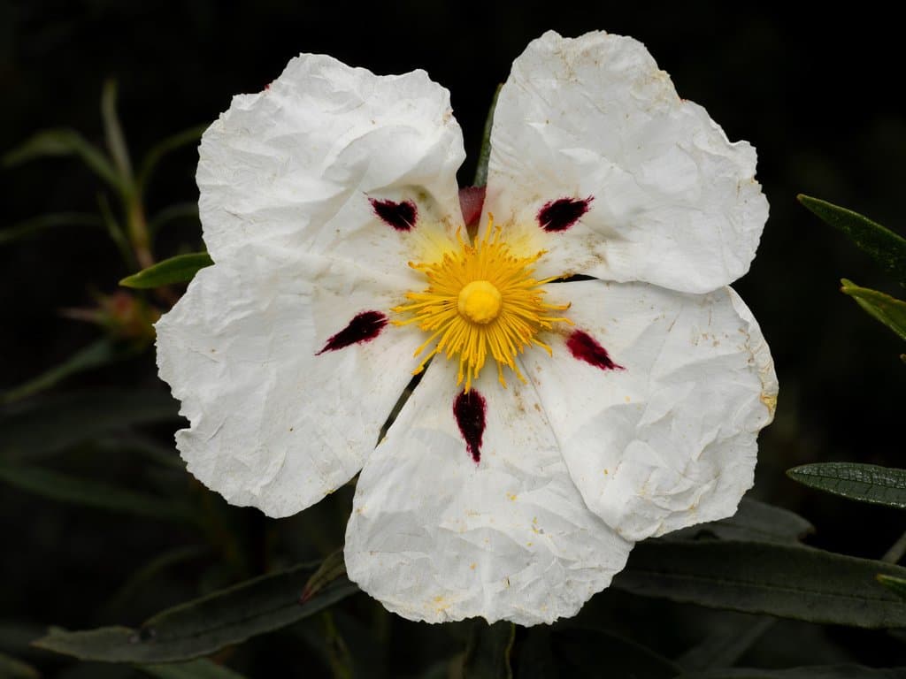 Cistus ladanifer L.