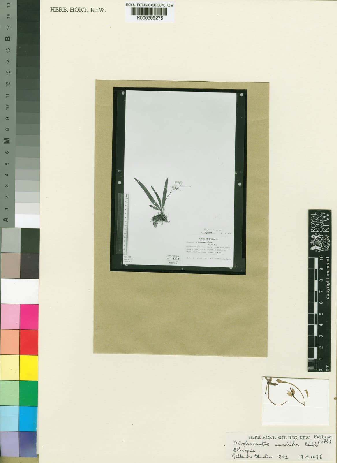Rhipidoglossum candidum (P.J.Cribb) Senghas