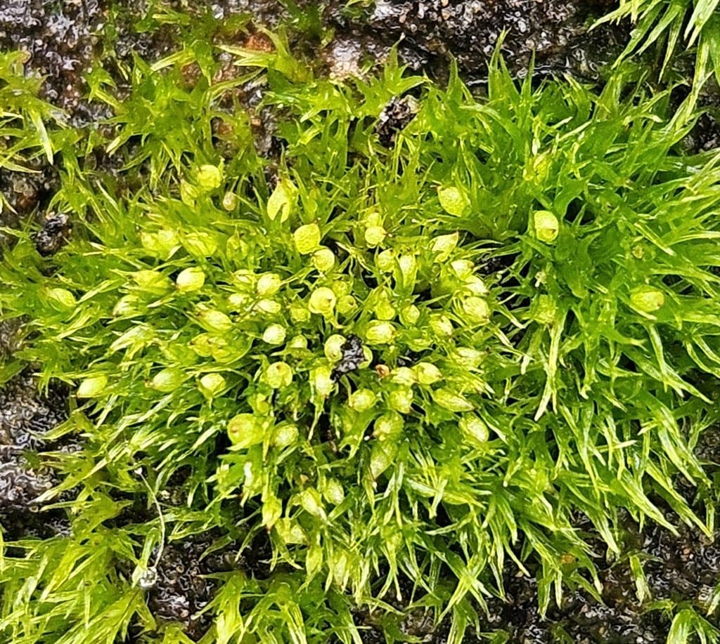 Pseudephemerum nitidum (Hedw.) Loeske