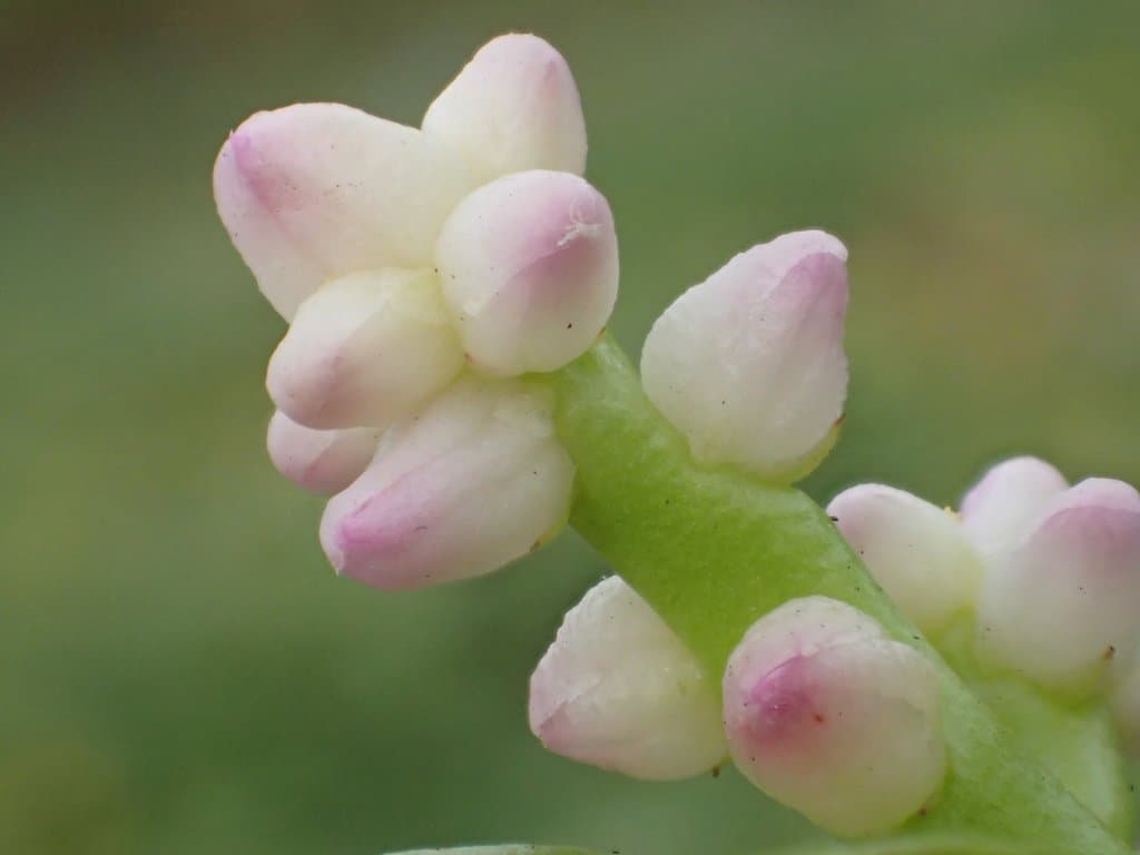 Basella alba L.