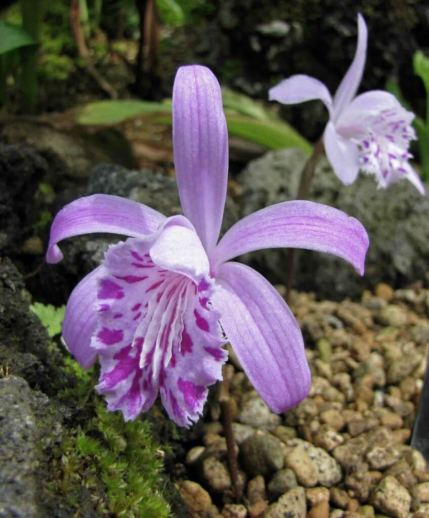 Pleione yunnanensis (Rolfe) Rolfe