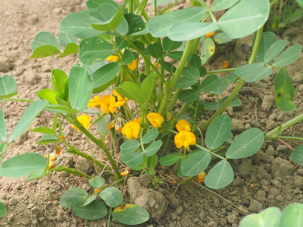 Arachis hypogaea L.