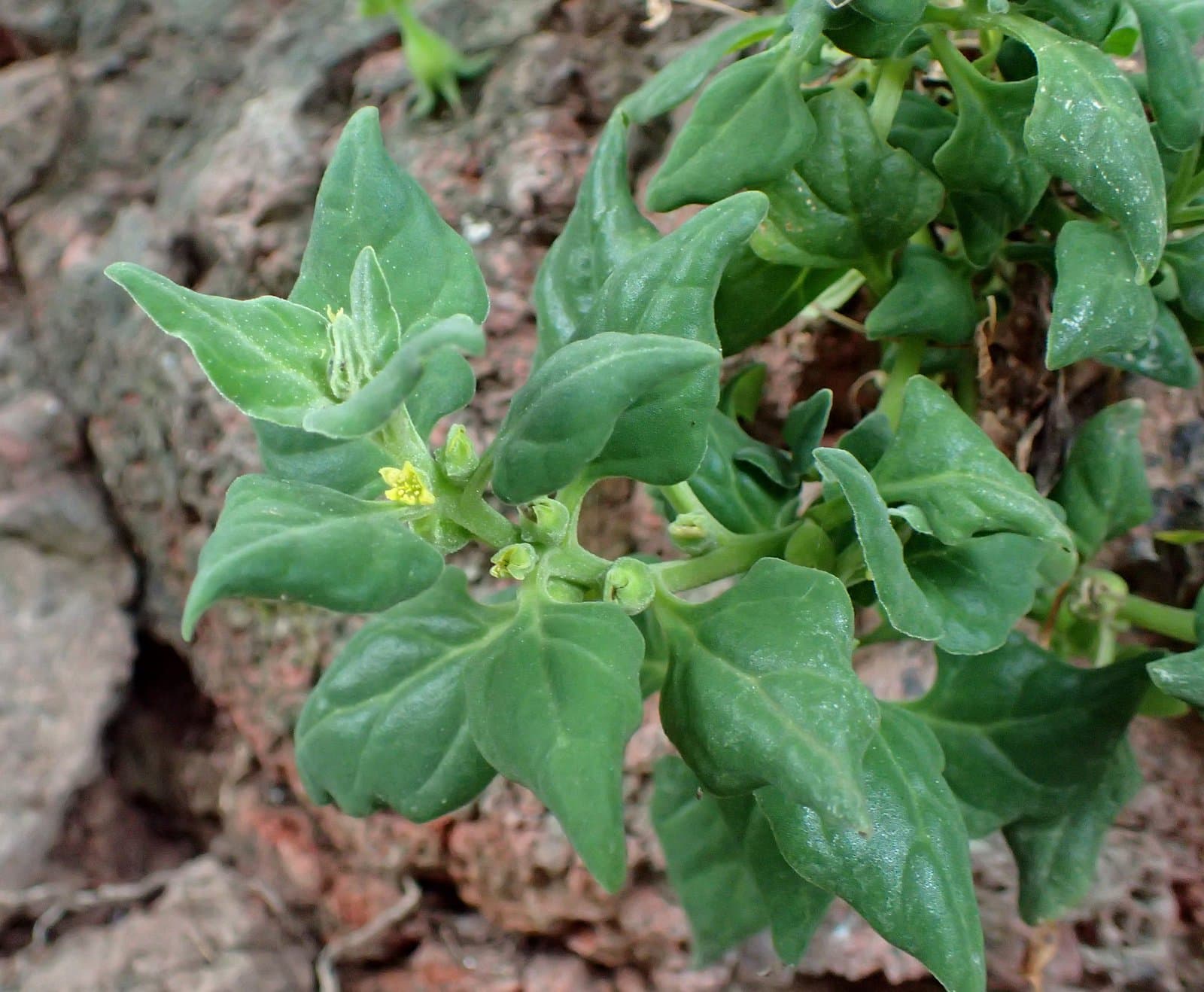 Tetragonia tetragonioides (Pallas) Kuntze