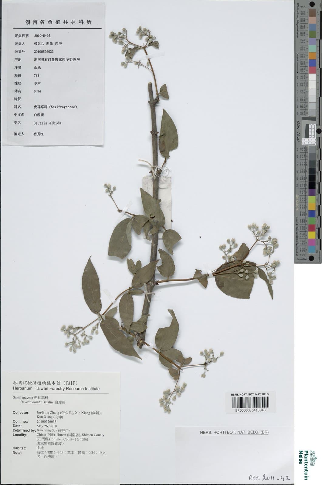 Deutzia albida Batalin