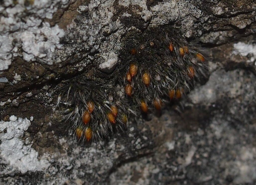 Grimmia crinita Brid.