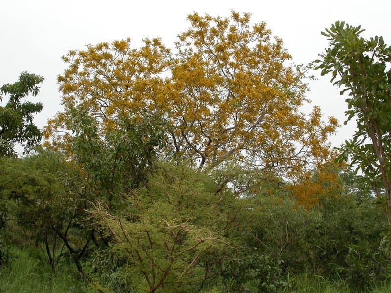 Pterocarpus erinaceus Poir.
