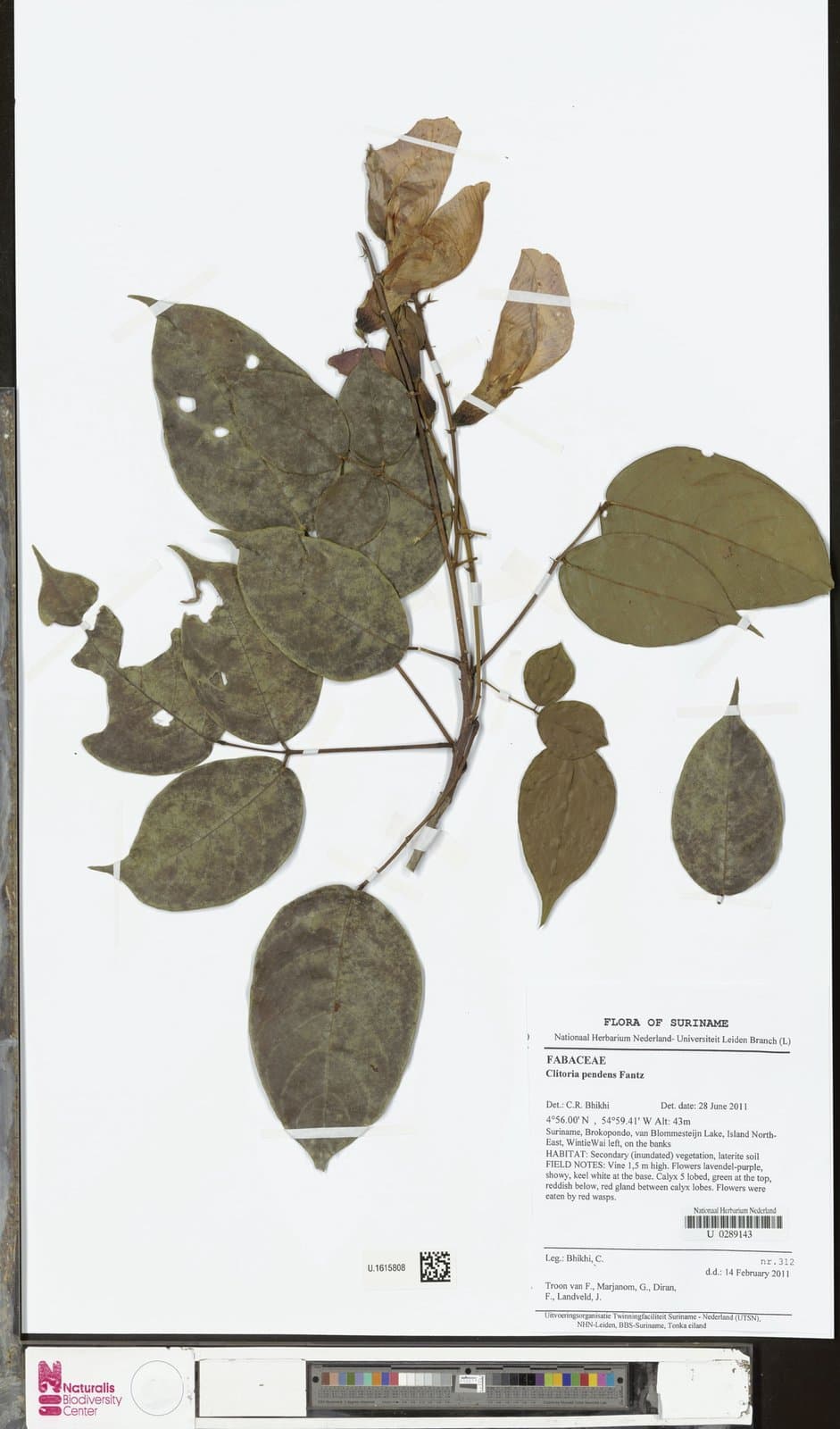 Clitoria pendens Fantz