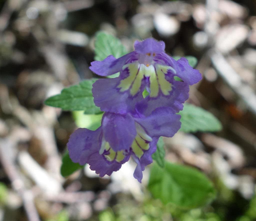 Galeopsis segetum Neck.