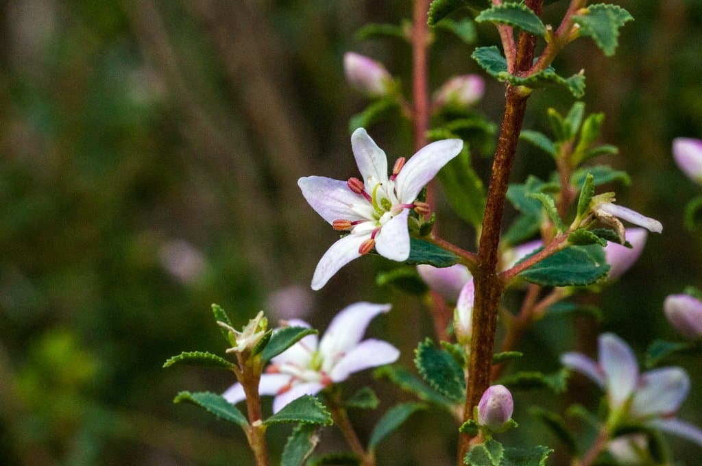 Agathosma betulina (Bergius) Pillans