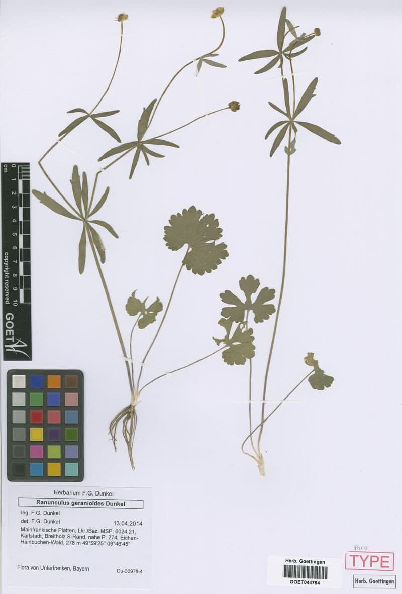 Ranunculus geraniiformis Dunkel