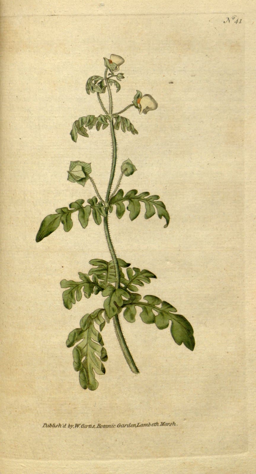Calceolaria pinnata L.