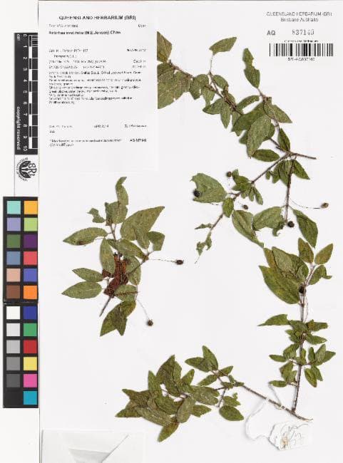 Guettardella ovatifolia M.E.Jansen