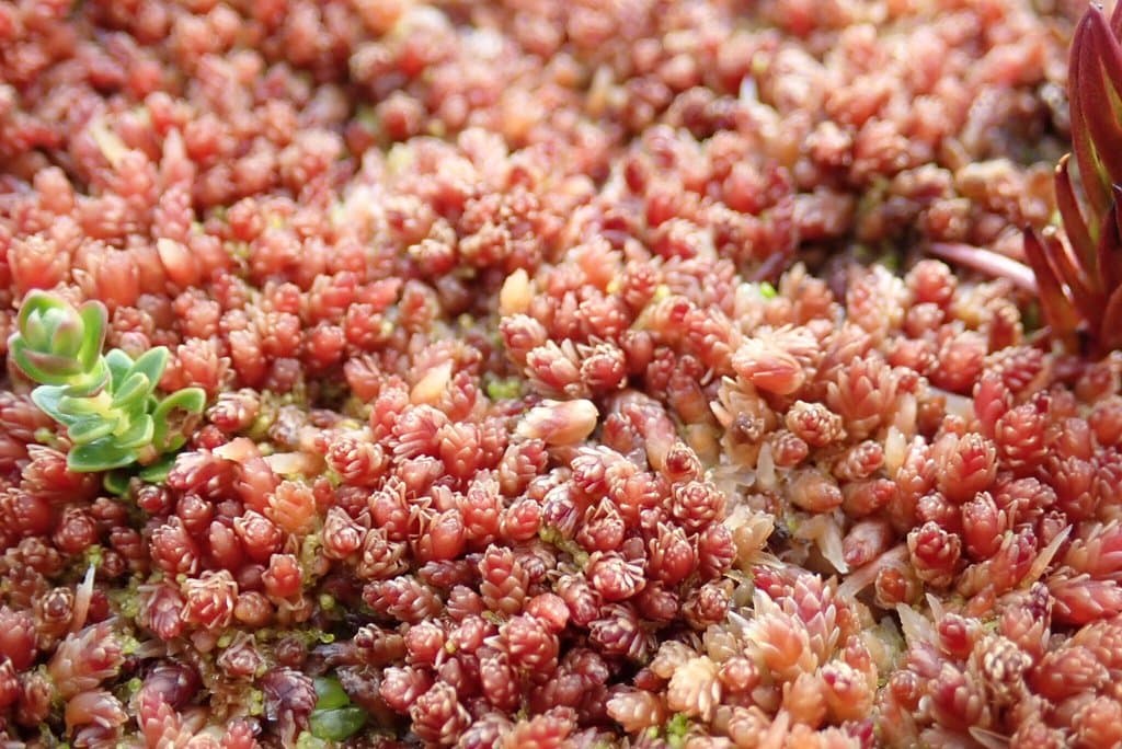 Sphagnum magellanicum Brid.