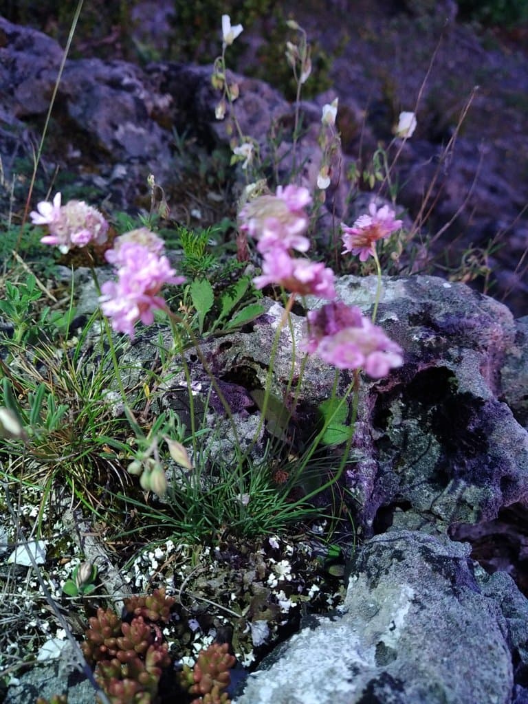 Armeria girardii (Bernis) Litard.