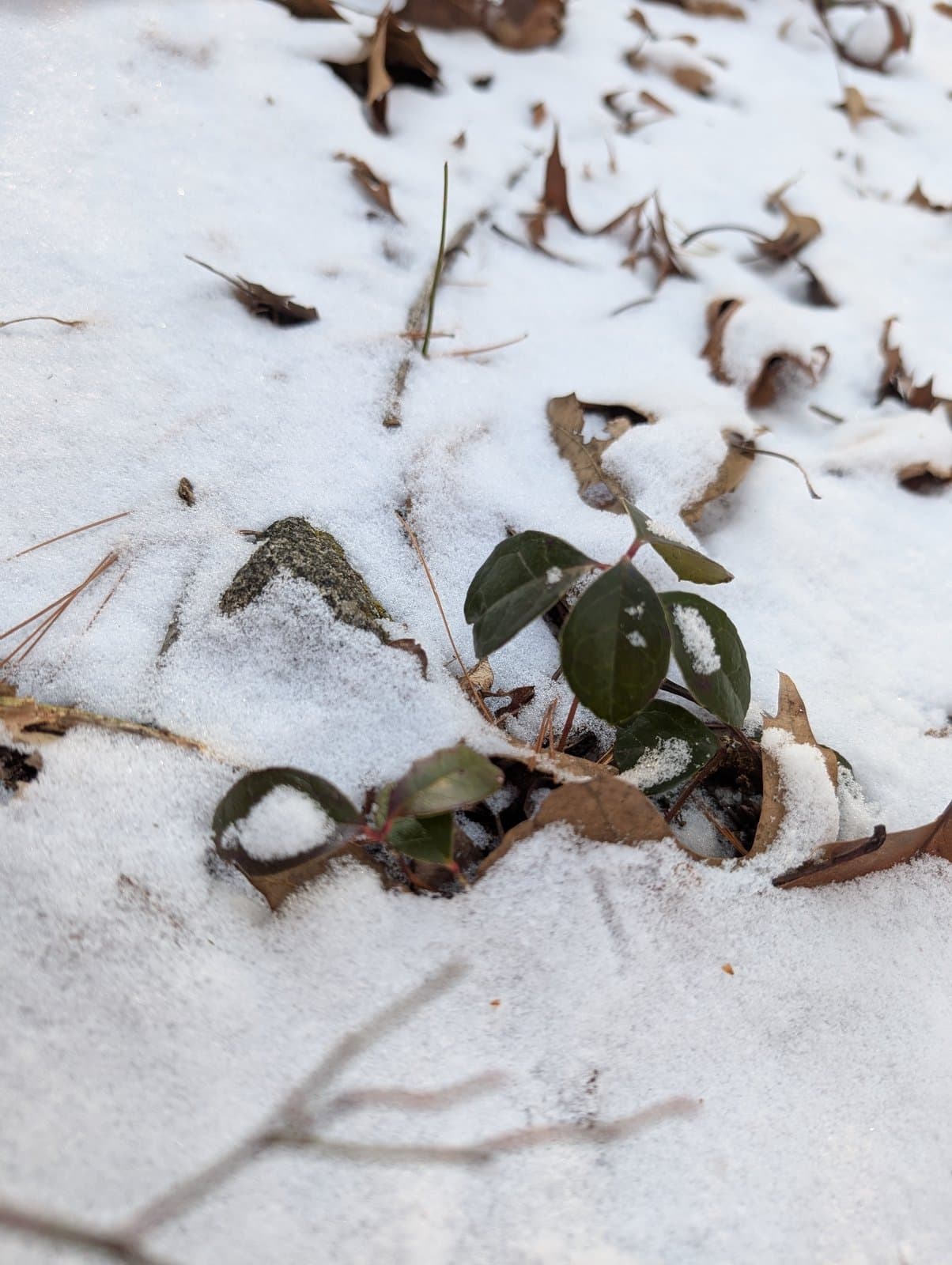 Gaultheria procumbens L.
