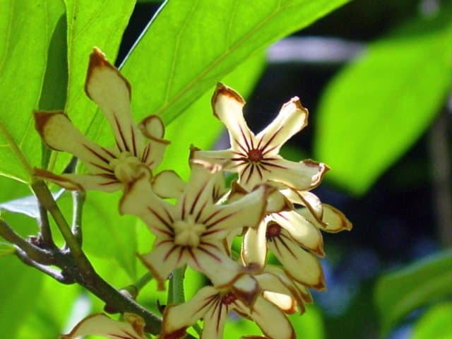 Cola acuminata (P.Beauv.) Schott & Endl.