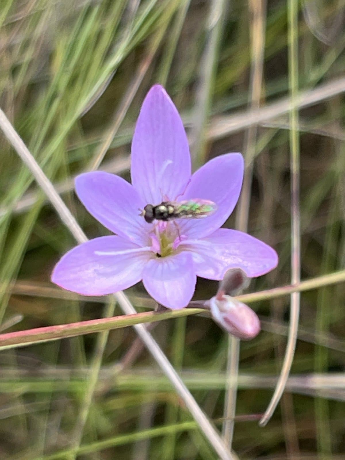 Hesperantha petitiana (A.Rich.) Baker