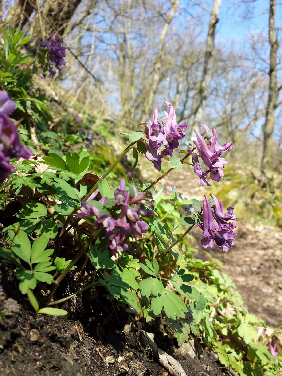 Corydalis solida (L.) Clairv.