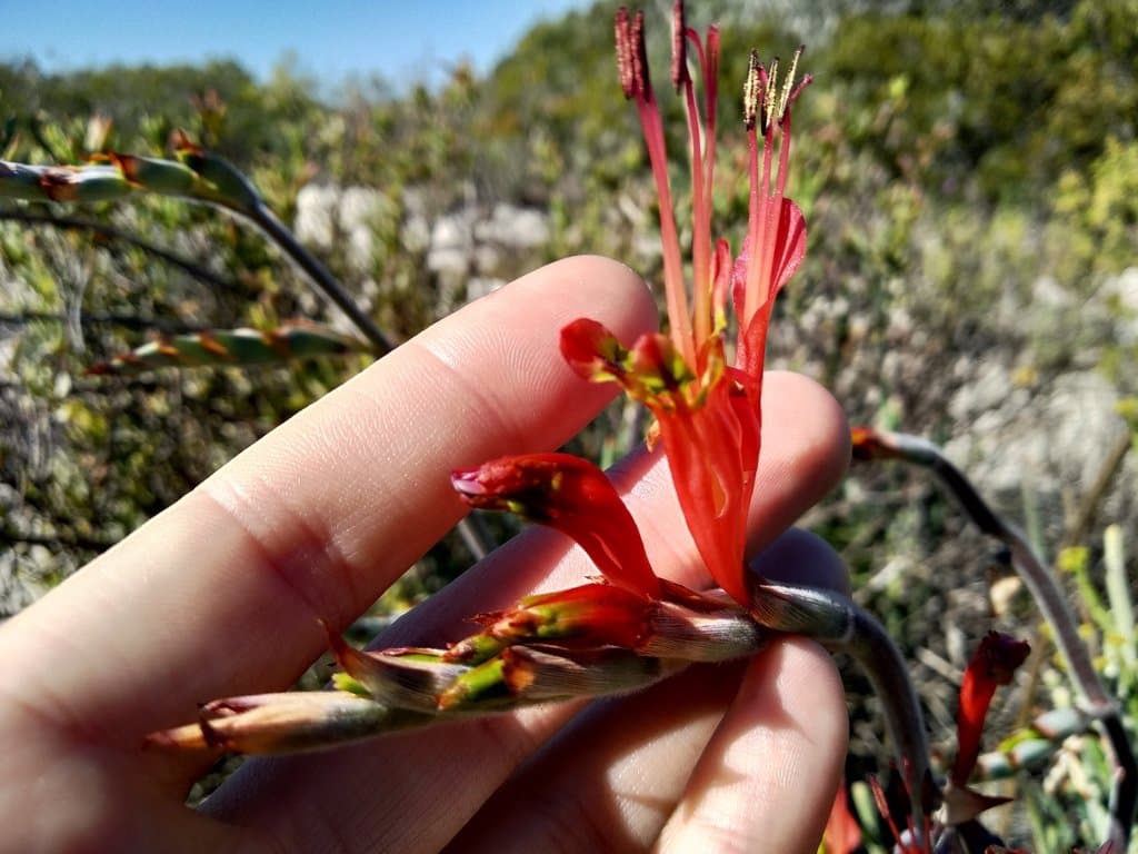 Babiana hirsuta (Lam.) Goldblatt & J.C.Manning