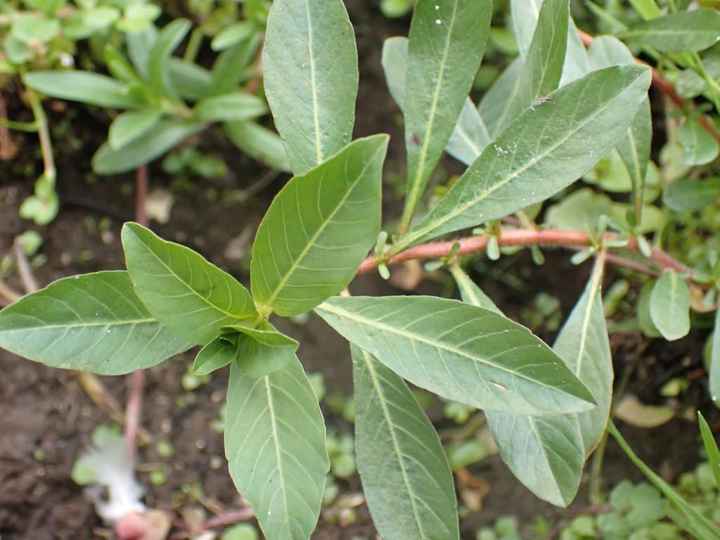 Ludwigia grandiflora (Michx.) Greuter & Burdet