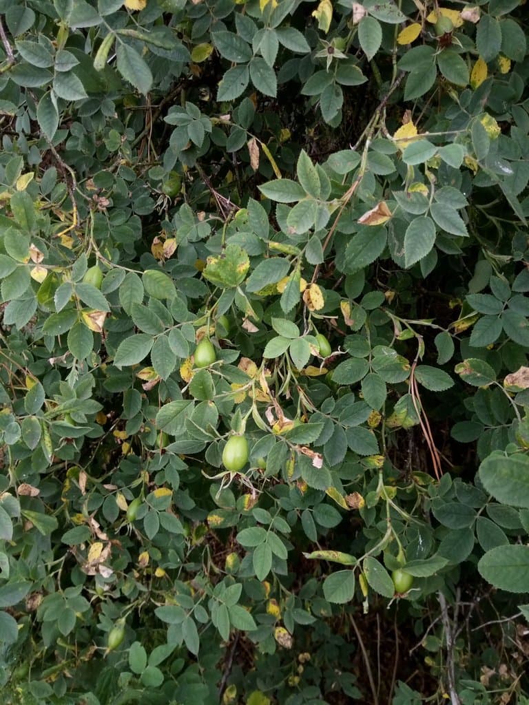 Rosa caesia Sm.
