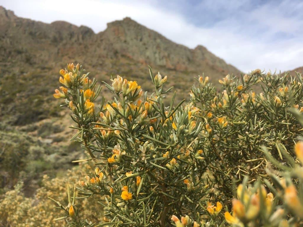 Anarthrophyllum rigidum (Gillies ex Hook. & Arn.) Hieron.