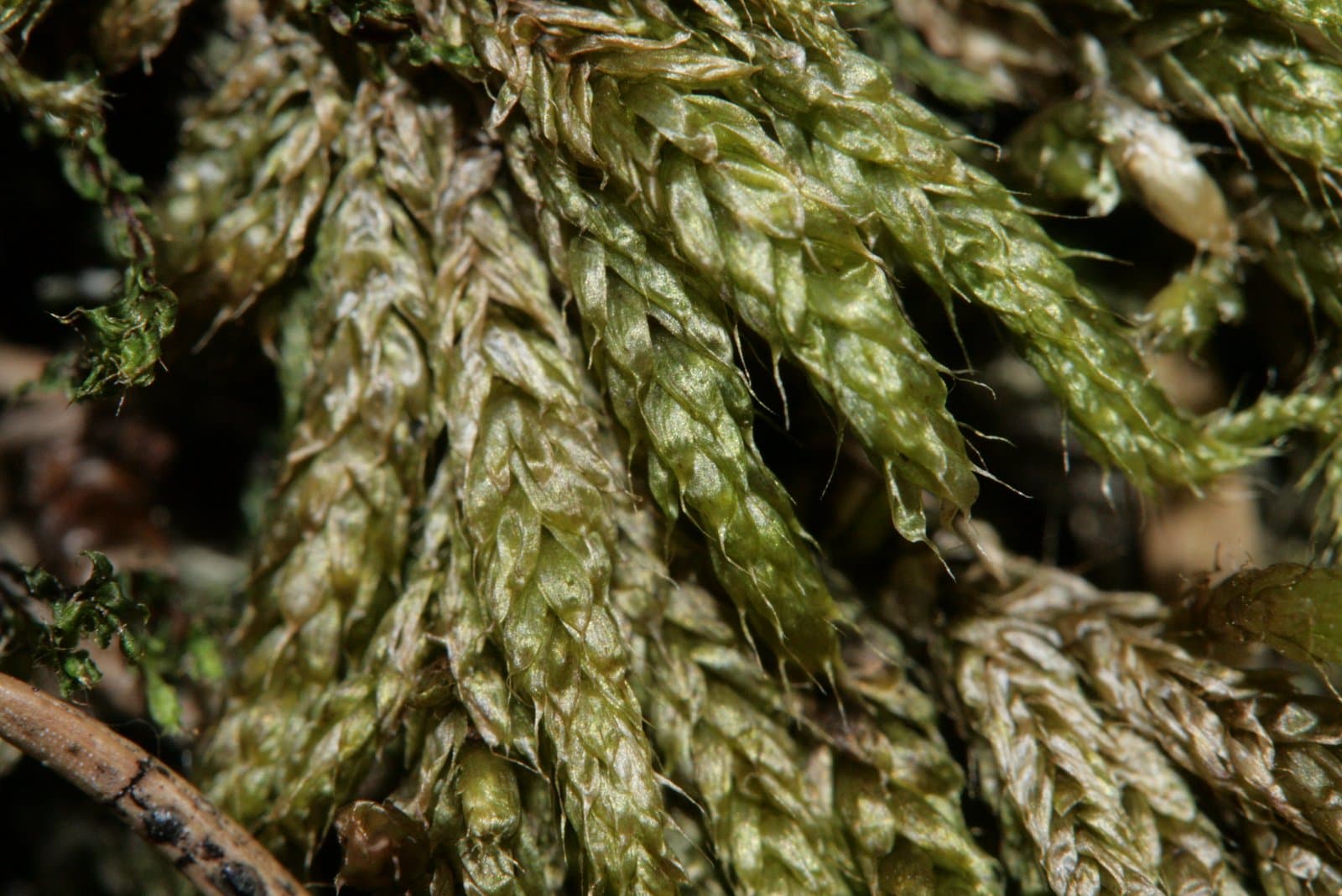Brachythecium cirrosum (Schwägr.) Schimp.
