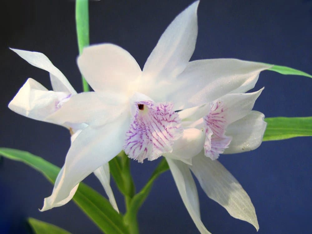 Thunia pulchra Rchb.f.