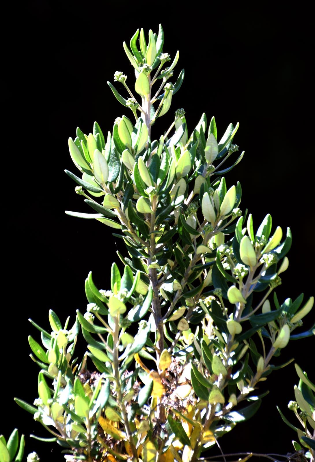 Olearia ×haastii Hook.fil.